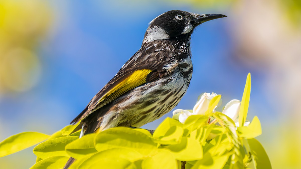 New Holland Honeyeater - ML646889509