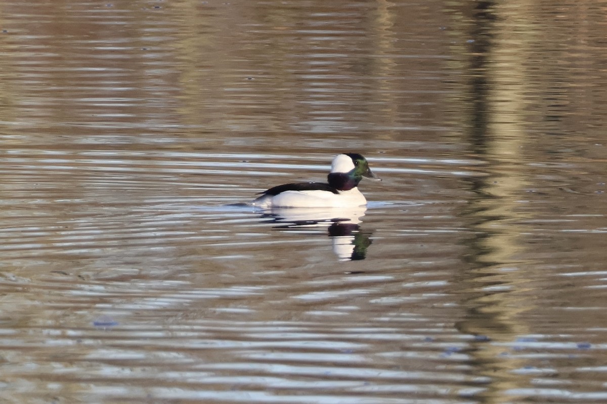 Bufflehead - ML646889511