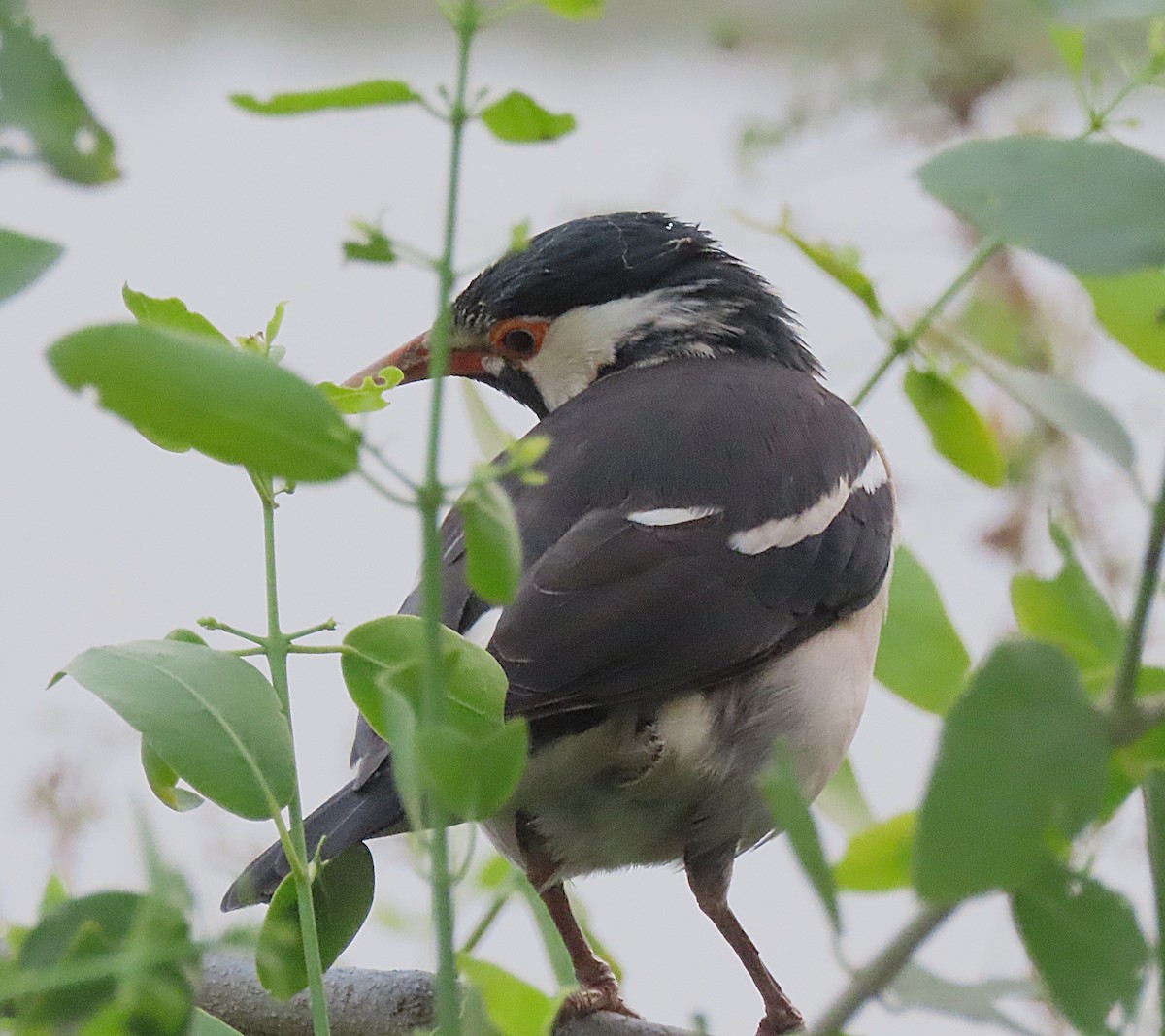 Indian Pied Starling - ML646889512