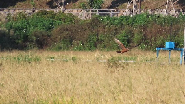 Алаг хулд - ML646889516