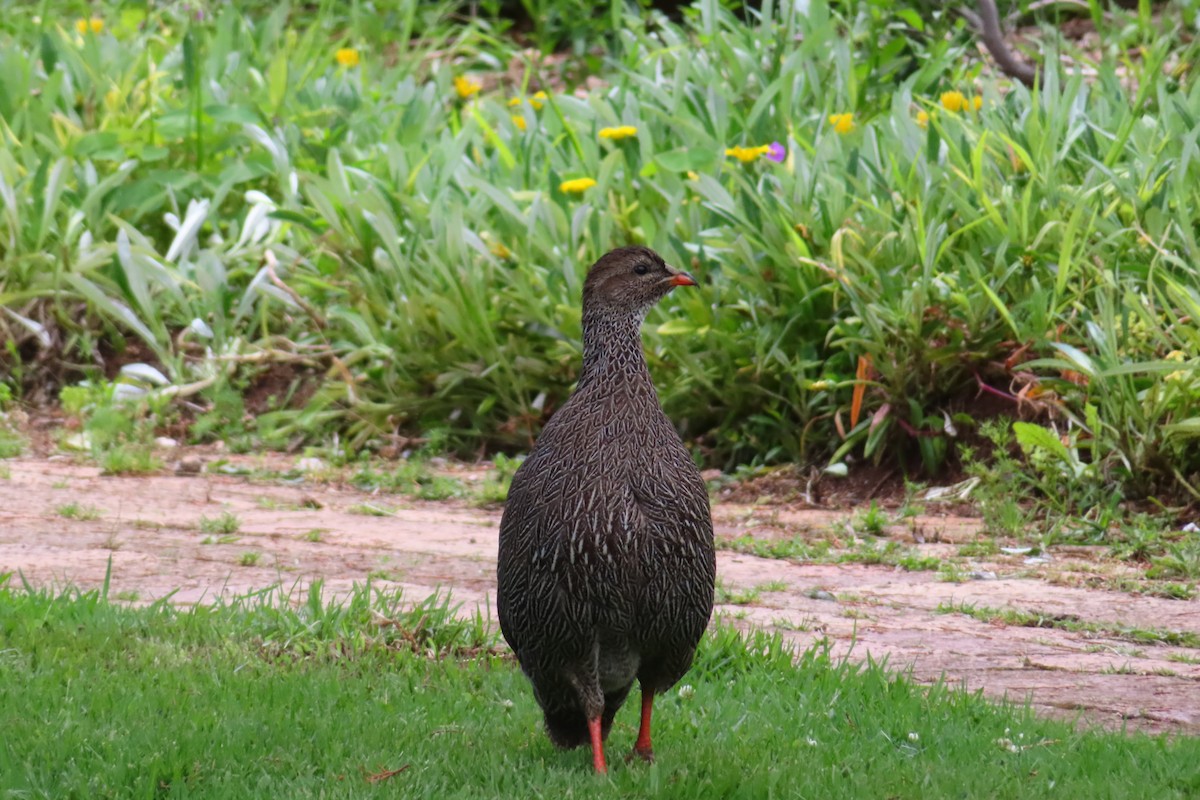 Cape Spurfowl - ML646889520