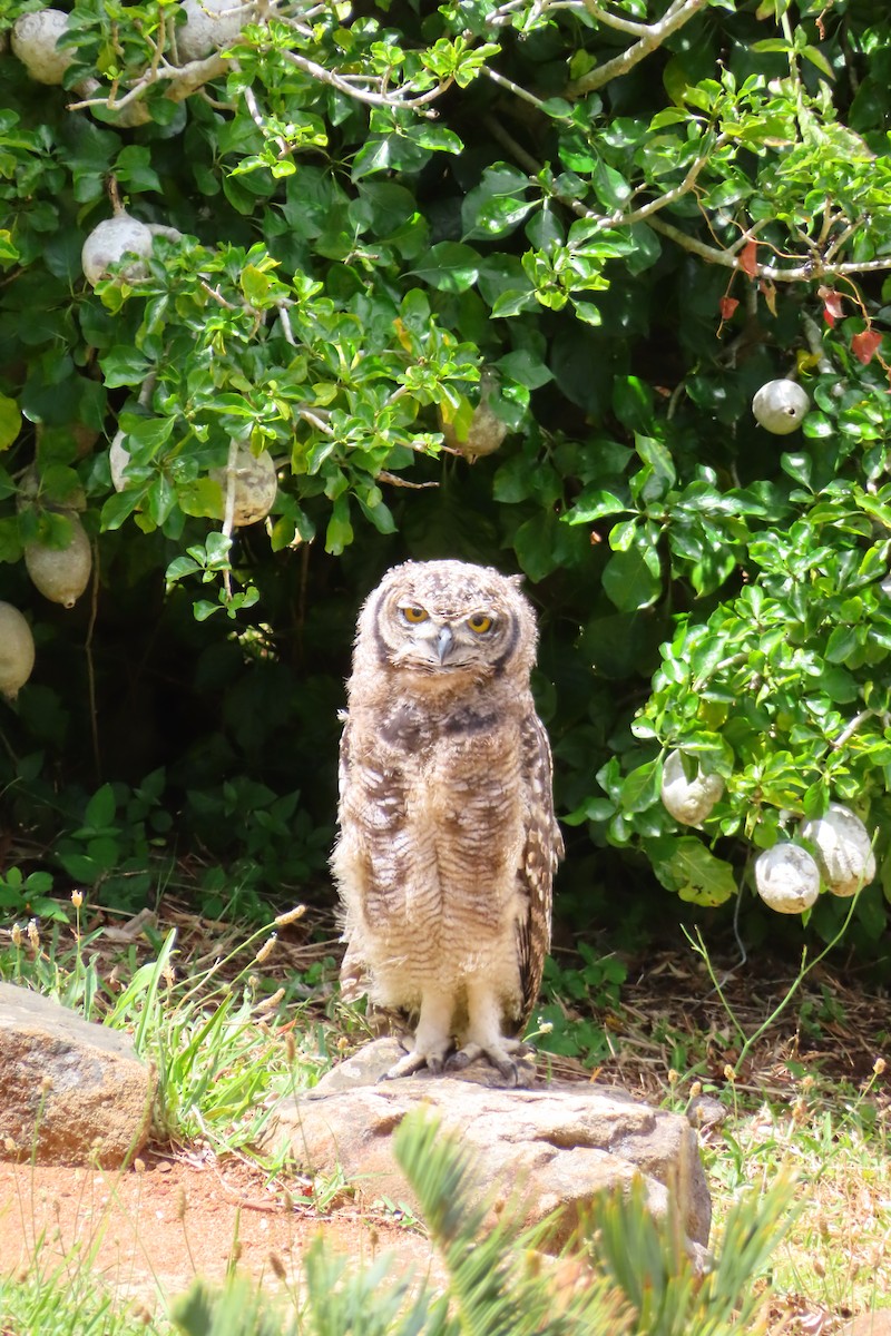 Spotted Eagle-Owl - ML646889523