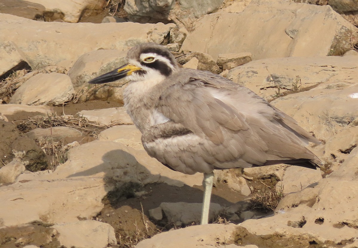 כרוון ענק - ML646889530