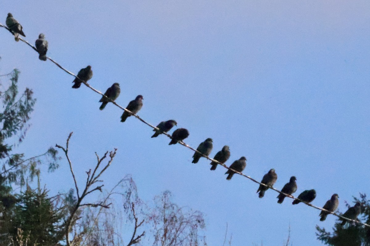 Rock Pigeon (Feral Pigeon) - ML646889531