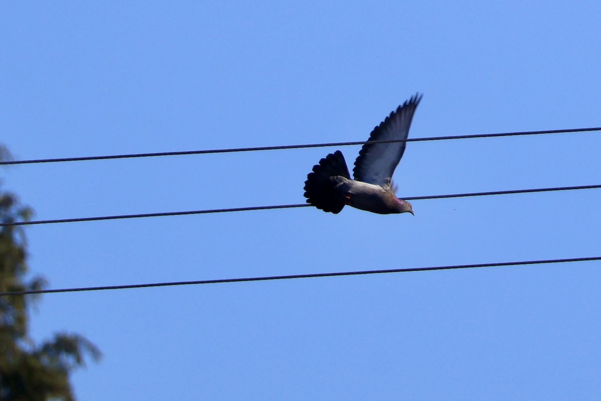 Rock Pigeon (Feral Pigeon) - ML646889533