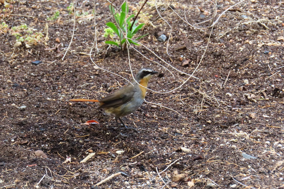 Cape Robin-Chat - ML646889538