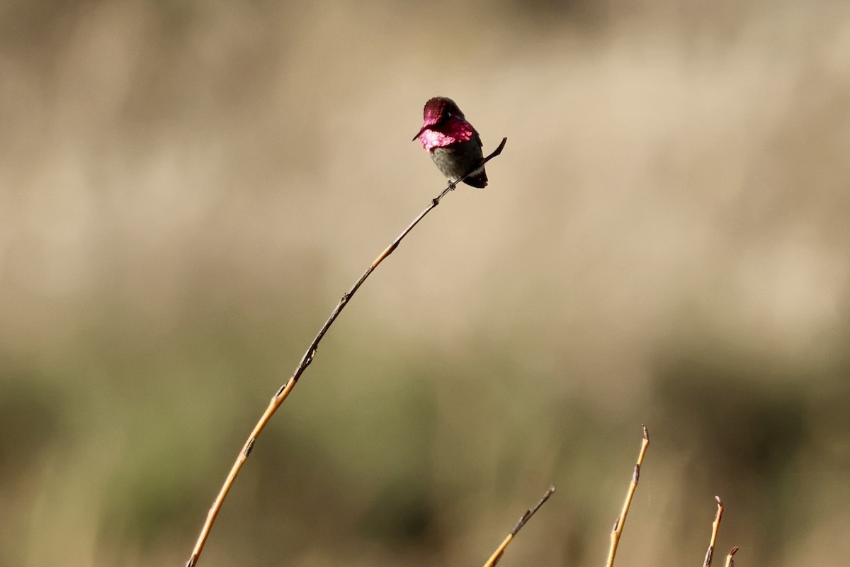 Anna's Hummingbird - ML646889540