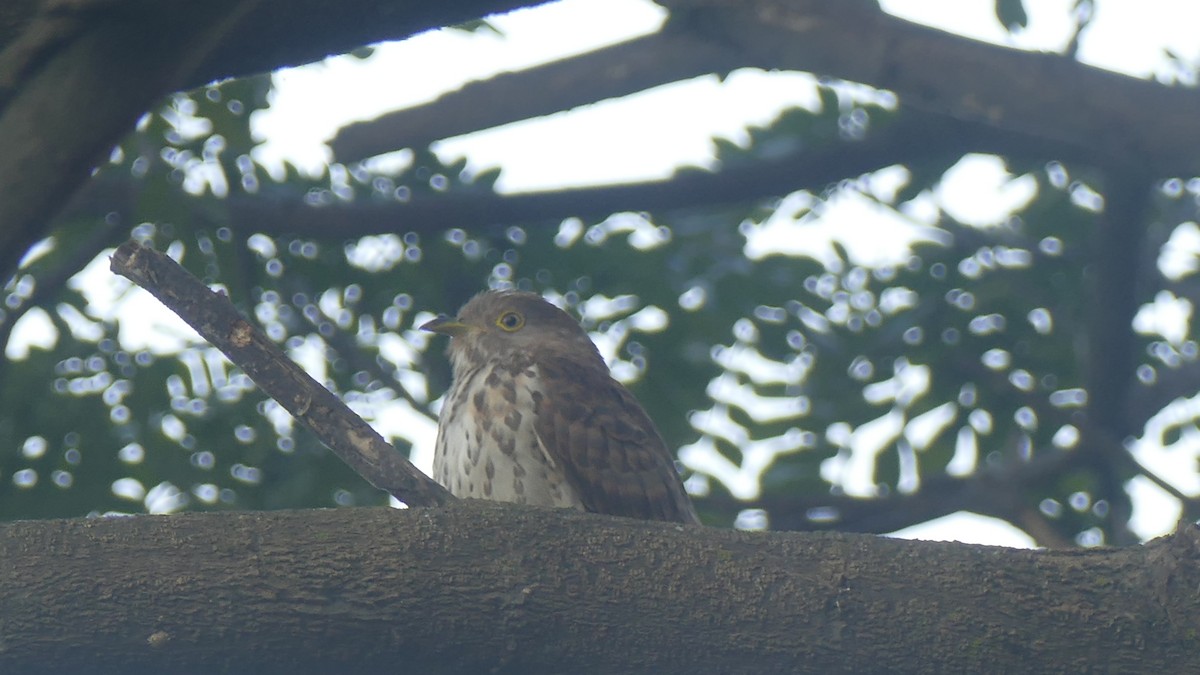 Common Hawk-Cuckoo - ML646889541