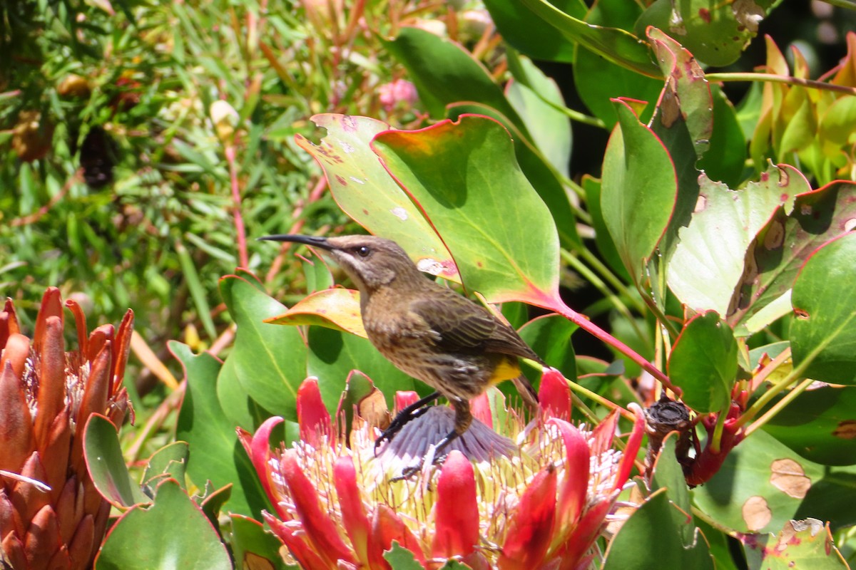 Cape Sugarbird - ML646889542