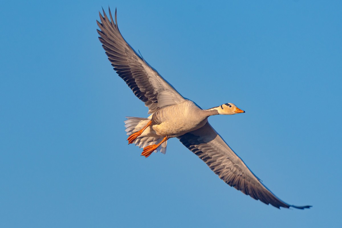 Oie à tête barrée - ML646889546