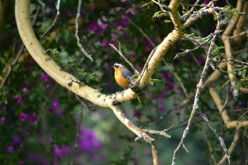 White-browed Robin-Chat - ML646889553