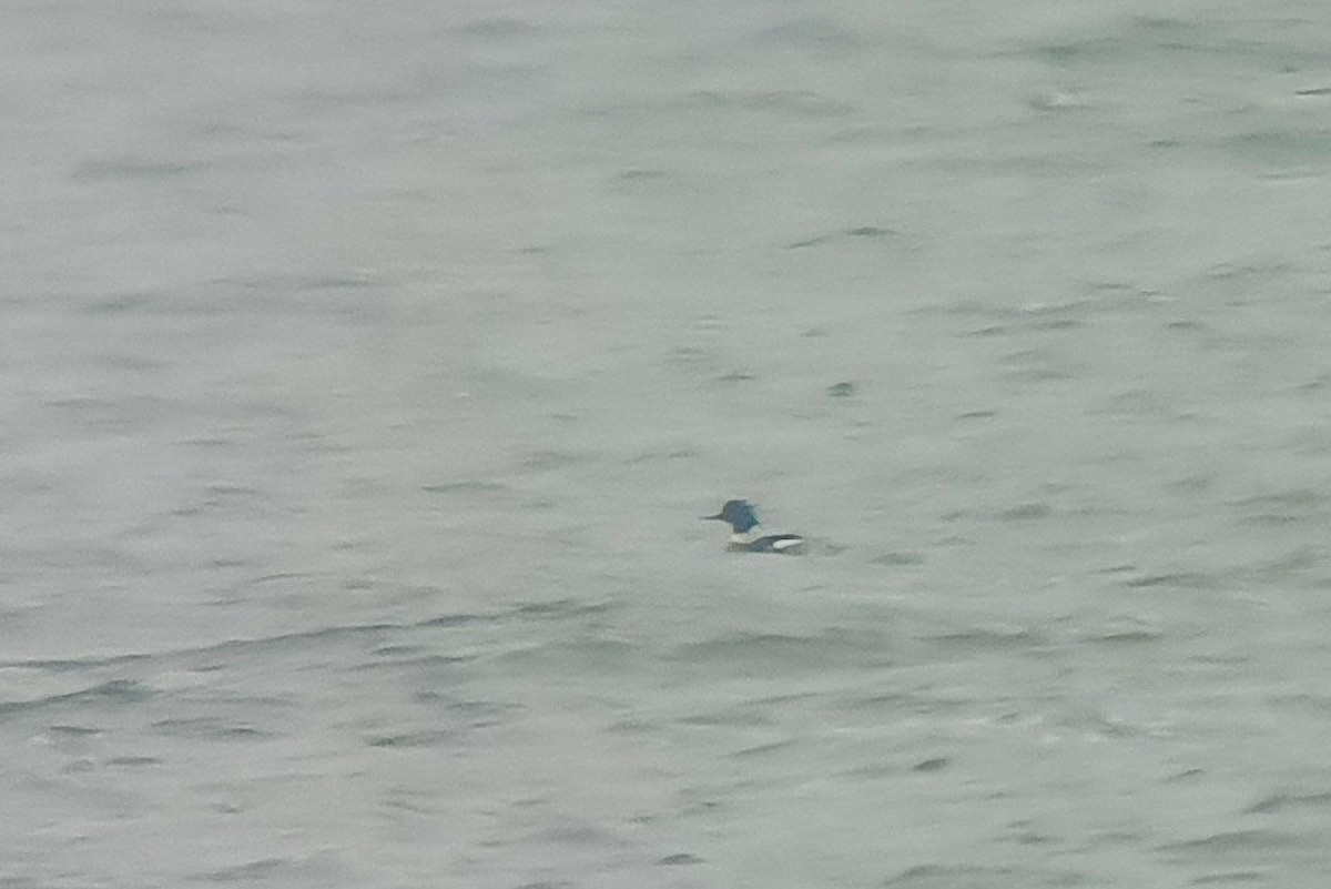 Red-breasted Merganser - ML646889556