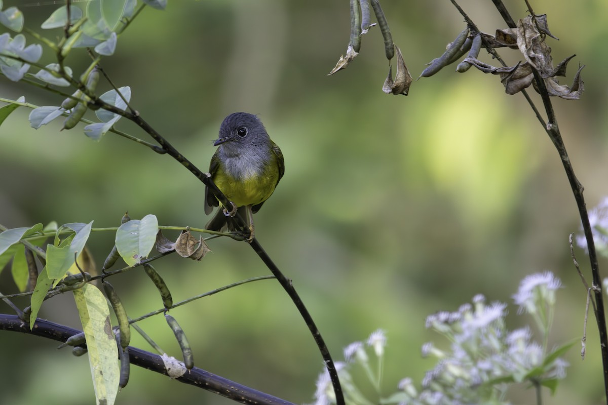 Gray-headed Canary-Flycatcher - ML646889562