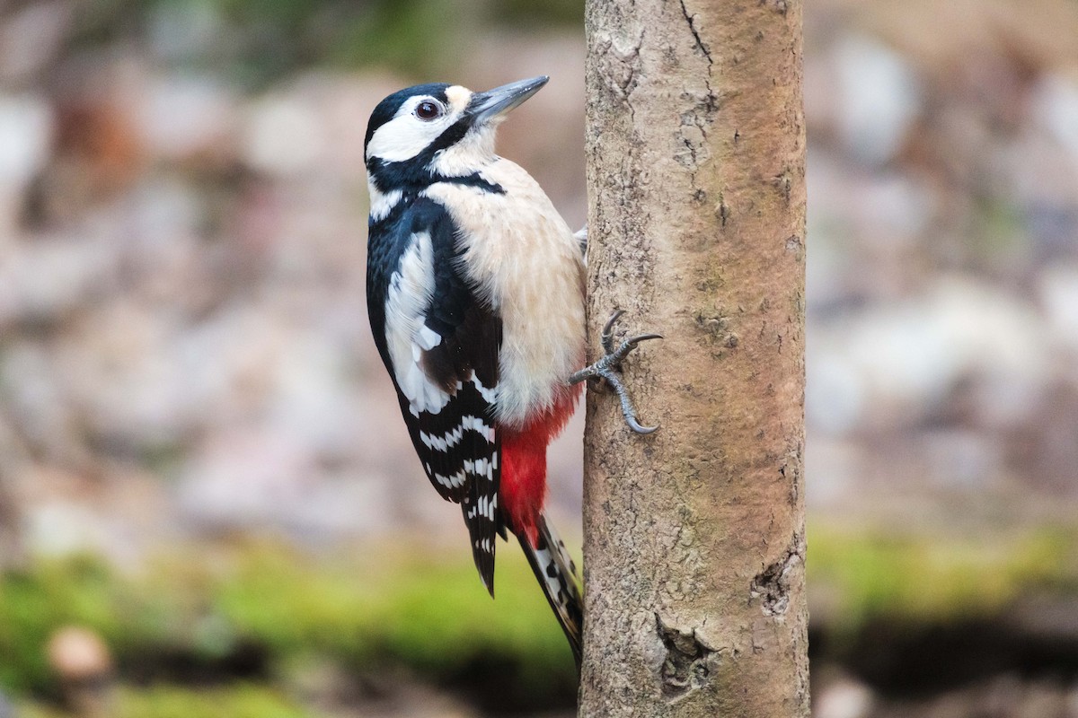 Алаг тоншуул - ML646889566