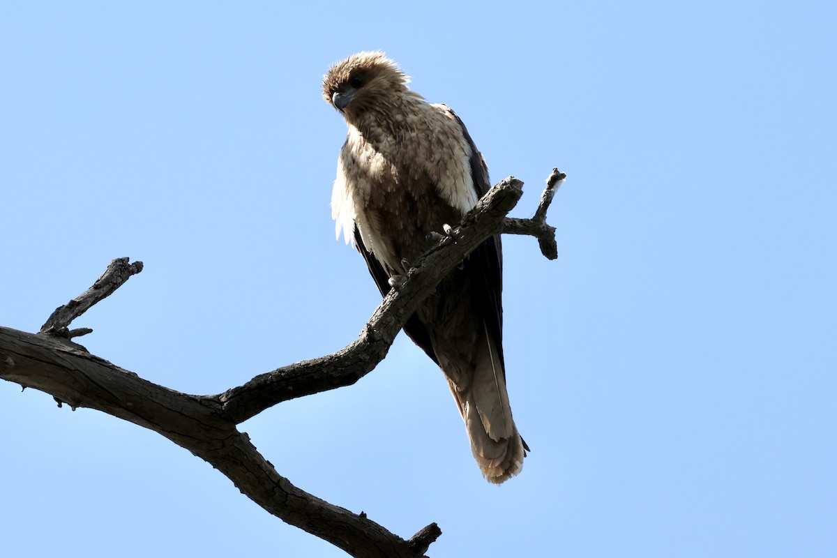 Коршун-свистун - ML646889567