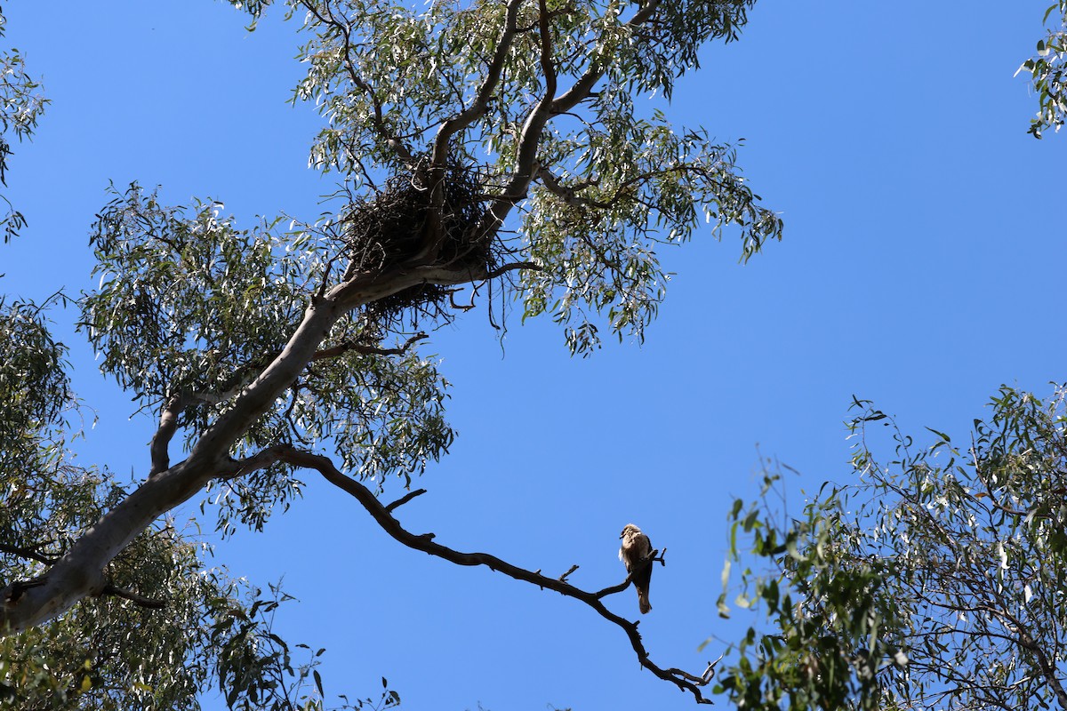 Коршун-свистун - ML646889568
