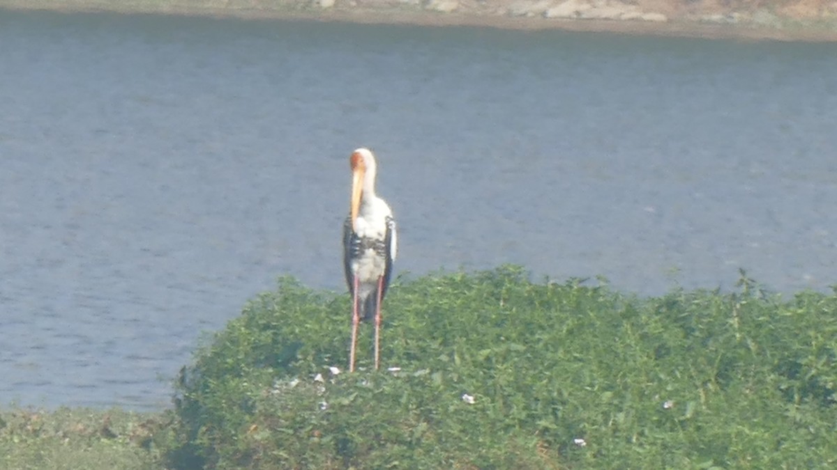 Painted Stork - ML646889569
