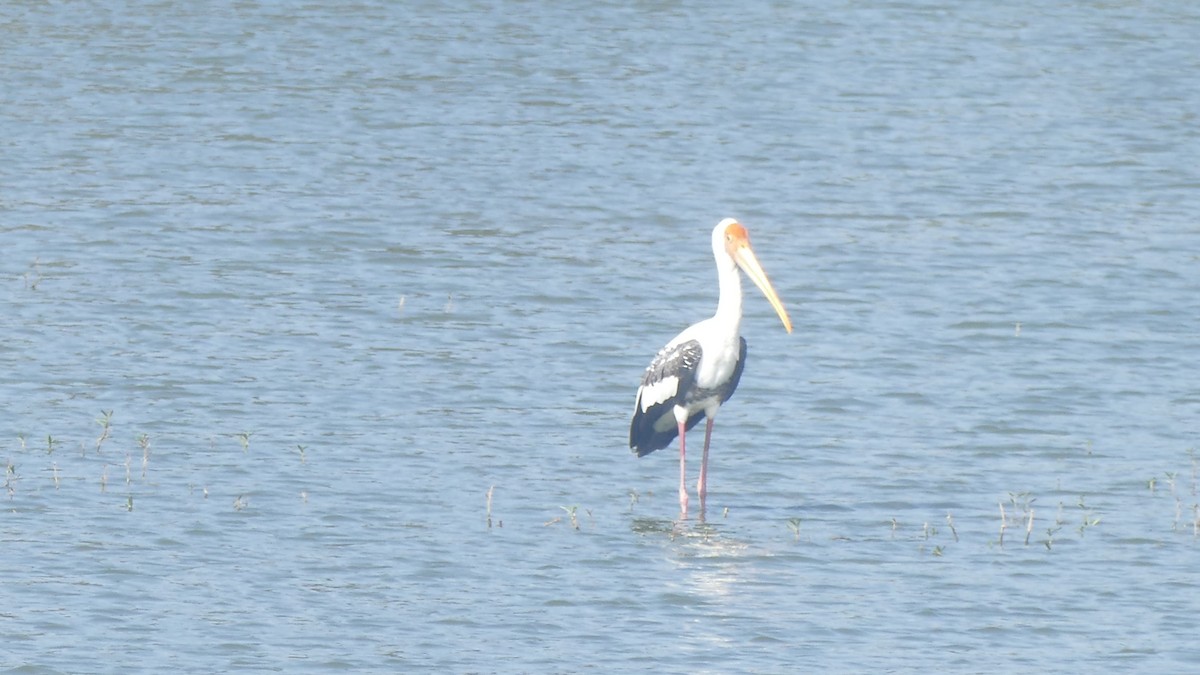 Painted Stork - ML646889570