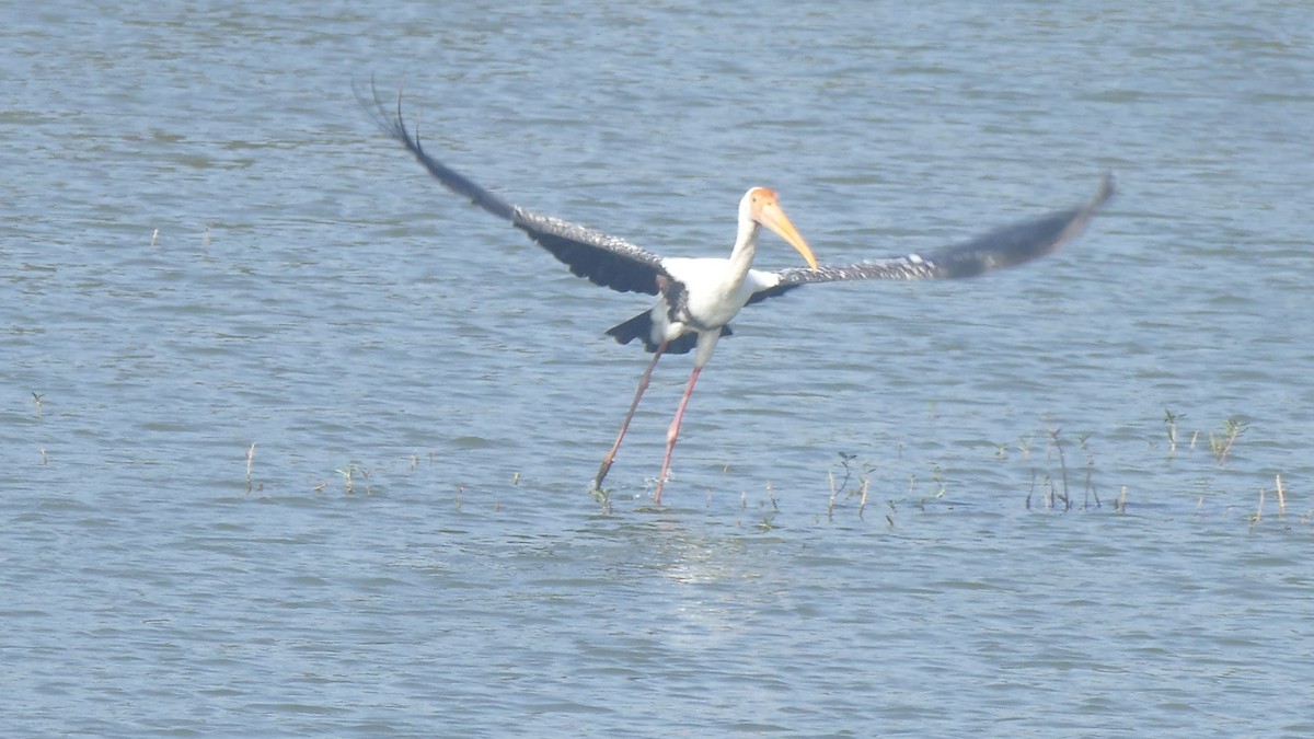 Painted Stork - ML646889571