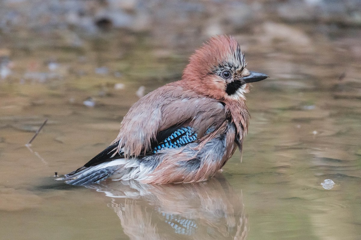 Ятга шаазгай - ML646889572