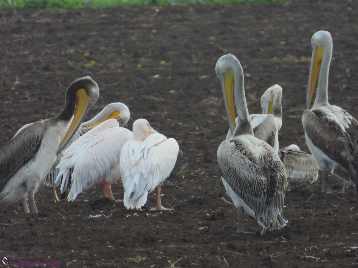 pelikán bílý - ML646889574