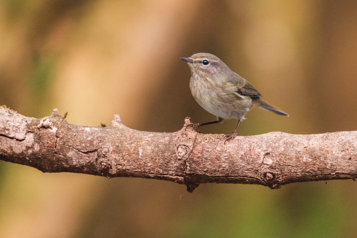 Урианхайн дууч шувуу - ML646889578