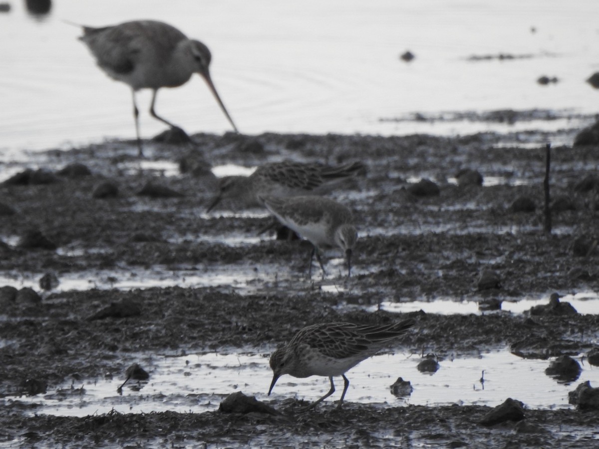 Curlew Sandpiper - ML646889584