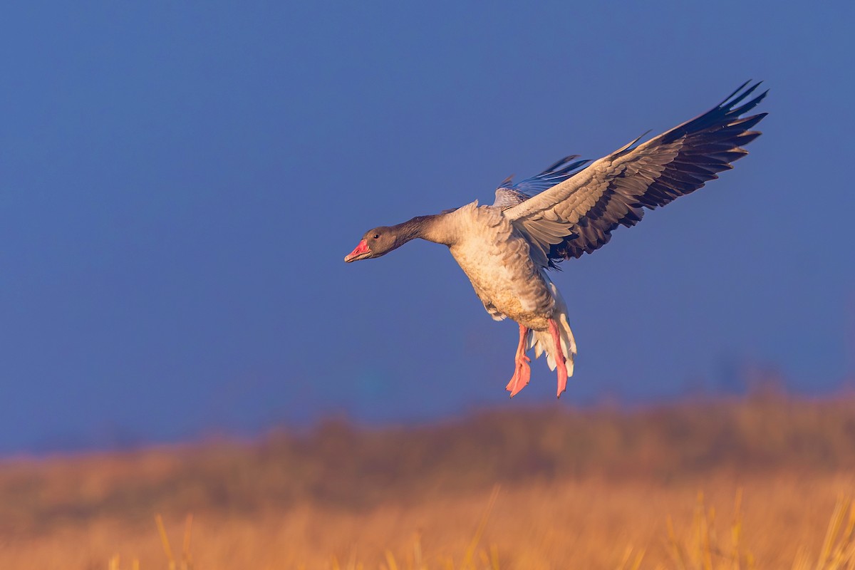 grågås - ML646889585