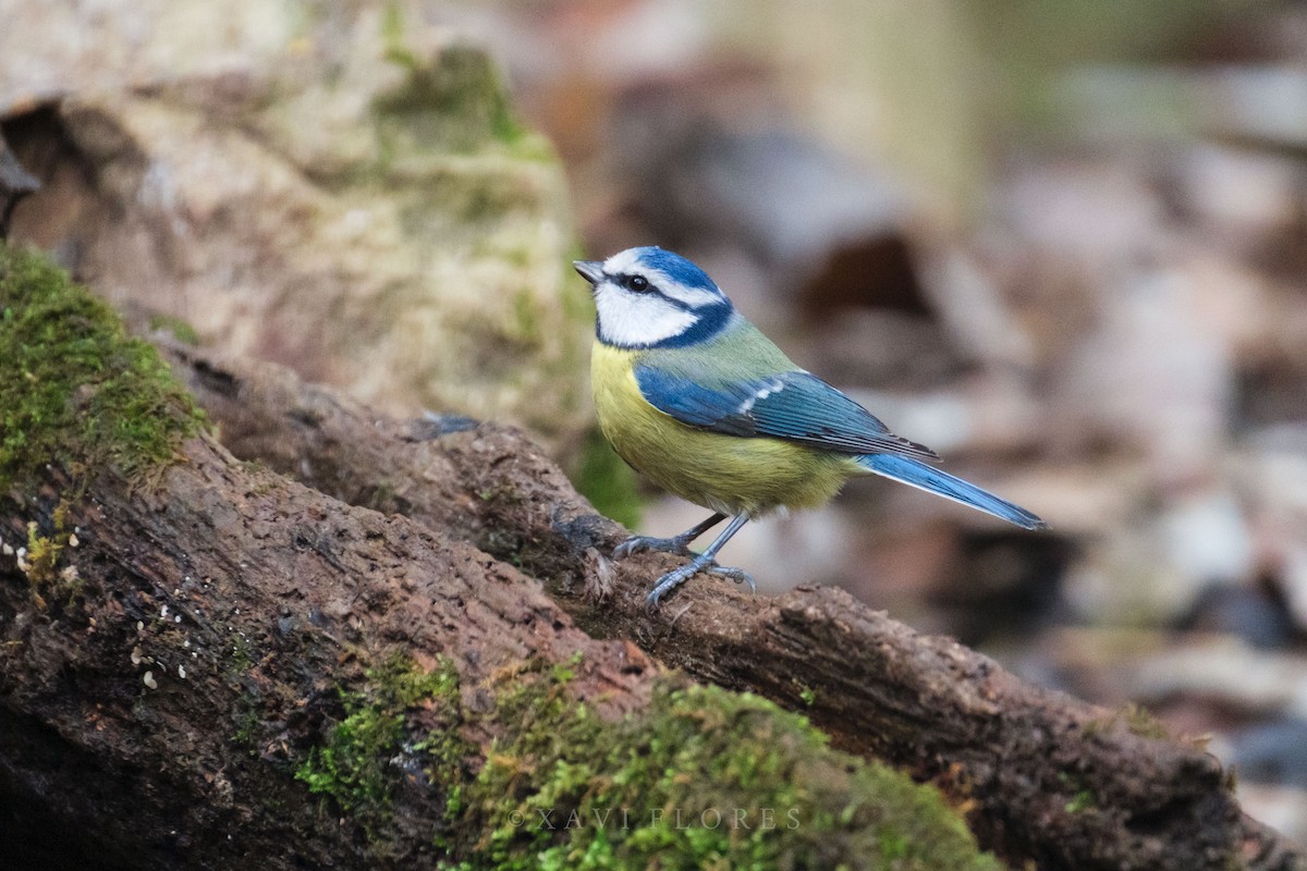 Өрнийн хөх бух - ML646889586