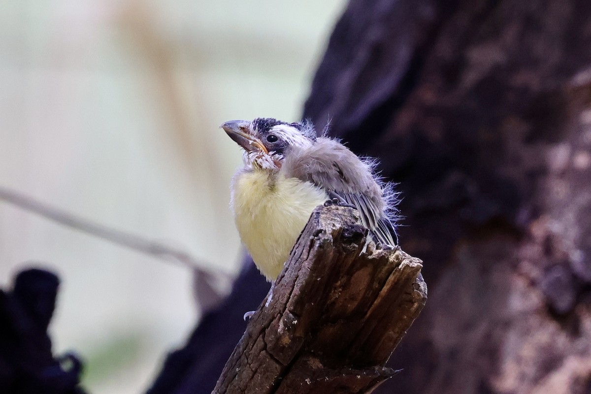 Silbador Cabezón Oriental - ML646889588