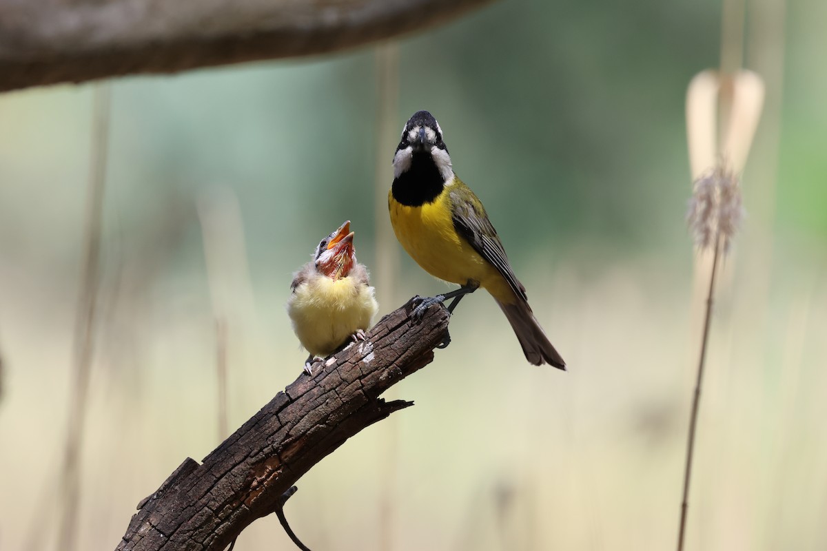 Silbador Cabezón Oriental - ML646889589