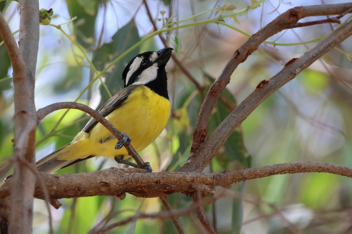 Silbador Cabezón Oriental - ML646889590