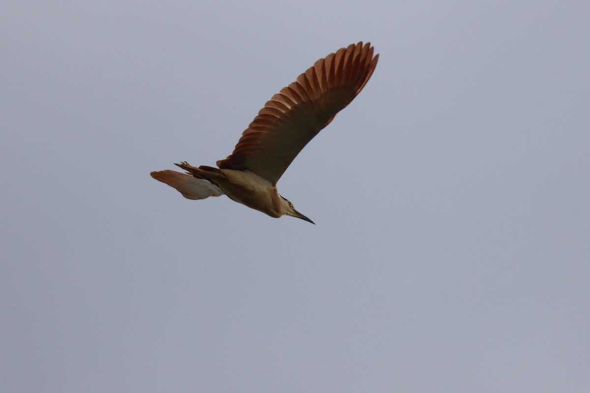 Nankeen Night Heron - ML646889593
