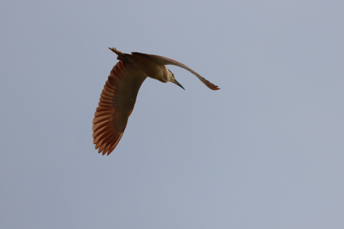 Nankeen Night Heron - ML646889594