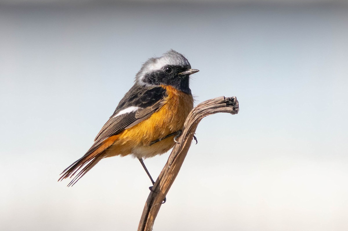 ジョウビタキ - ML646889595