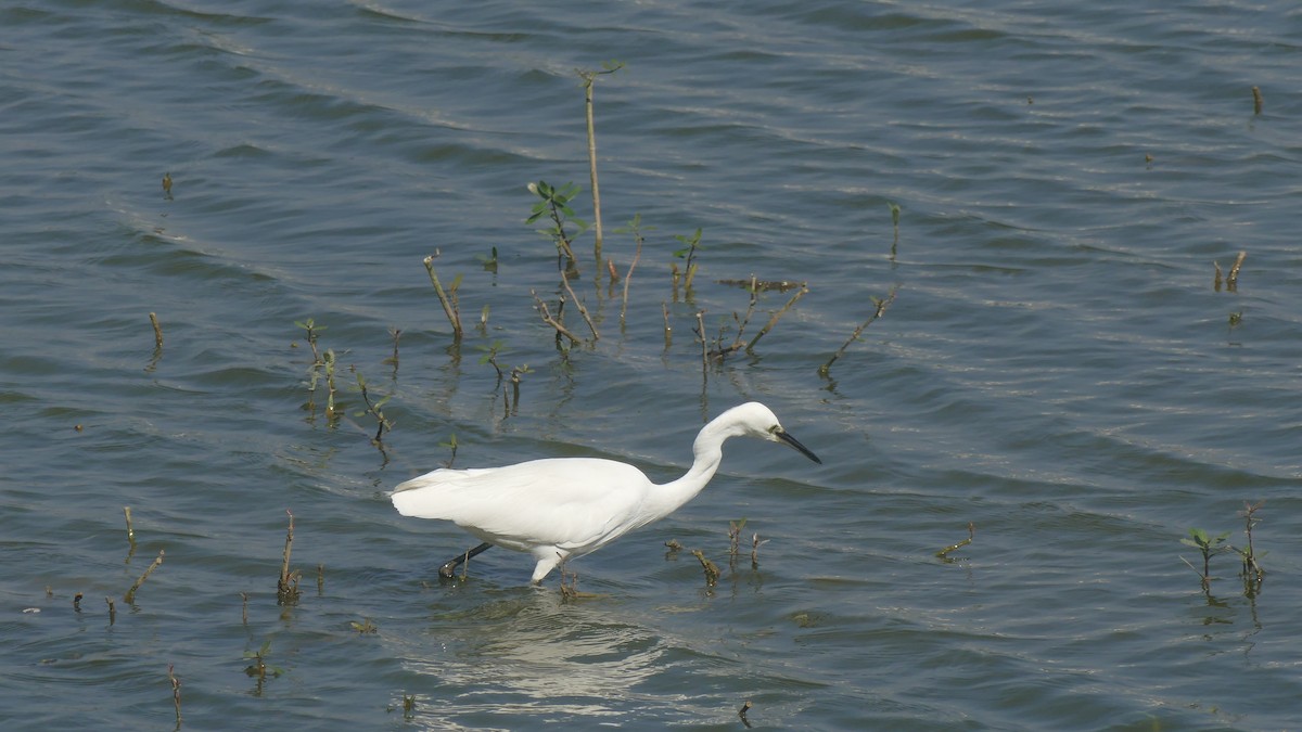 Little Egret - ML646889596