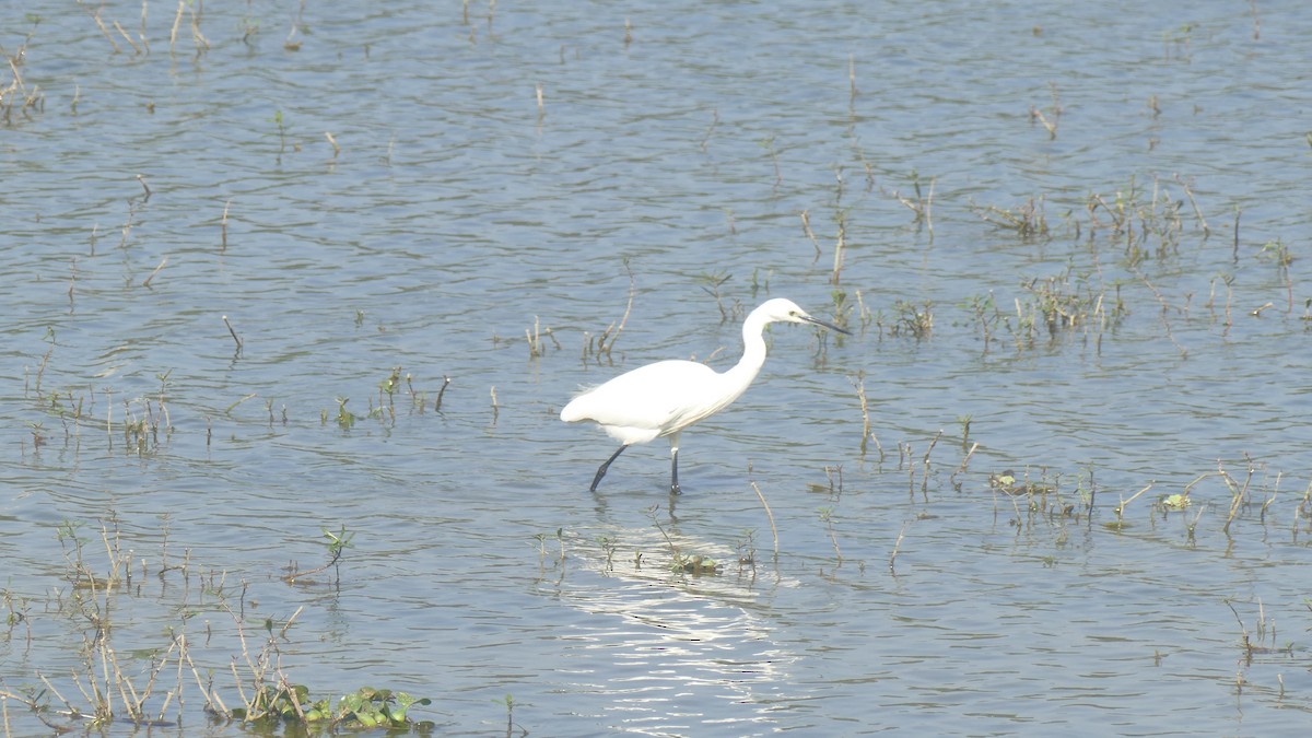 Little Egret - ML646889597