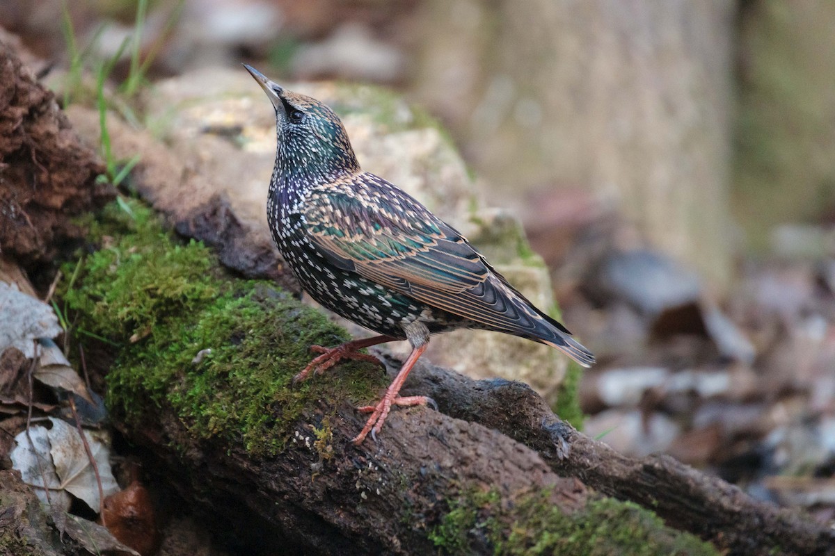 Хар тодол - ML646889598