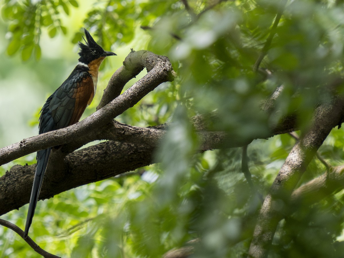 Chestnut-winged Cuckoo - ML646889599