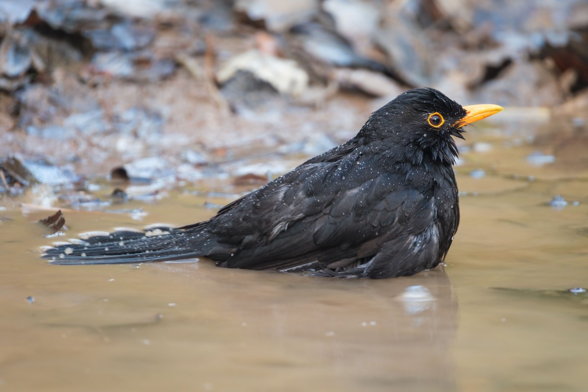 Хар хөөндэй - ML646889602