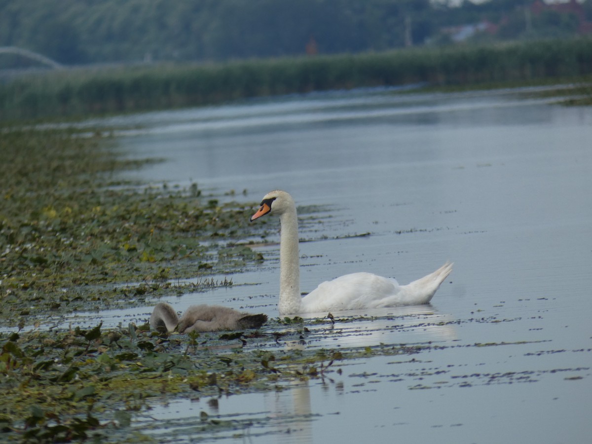 Лебідь-шипун - ML646889608