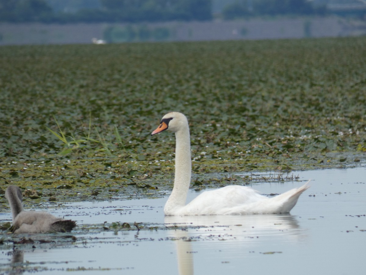 Лебідь-шипун - ML646889609