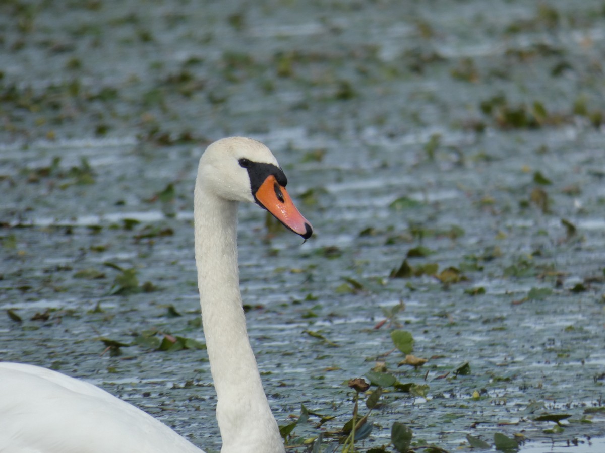 Лебідь-шипун - ML646889610