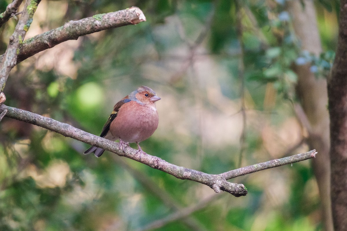 Дуулгат бужирга - ML646889611