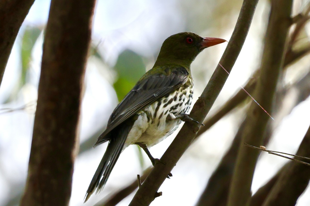 Streifenpirol - ML646889612