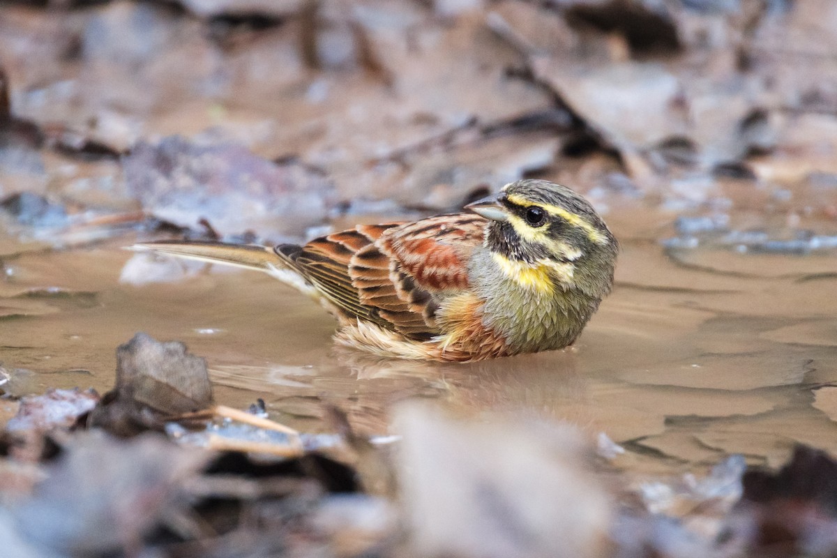 Cirl Bunting - ML646889615