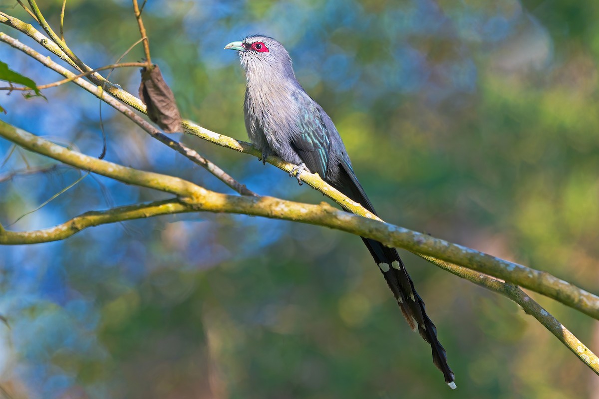 langstjertmalkoha - ML646889619