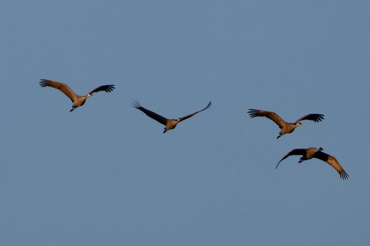 Sandhill Crane - ML646889625
