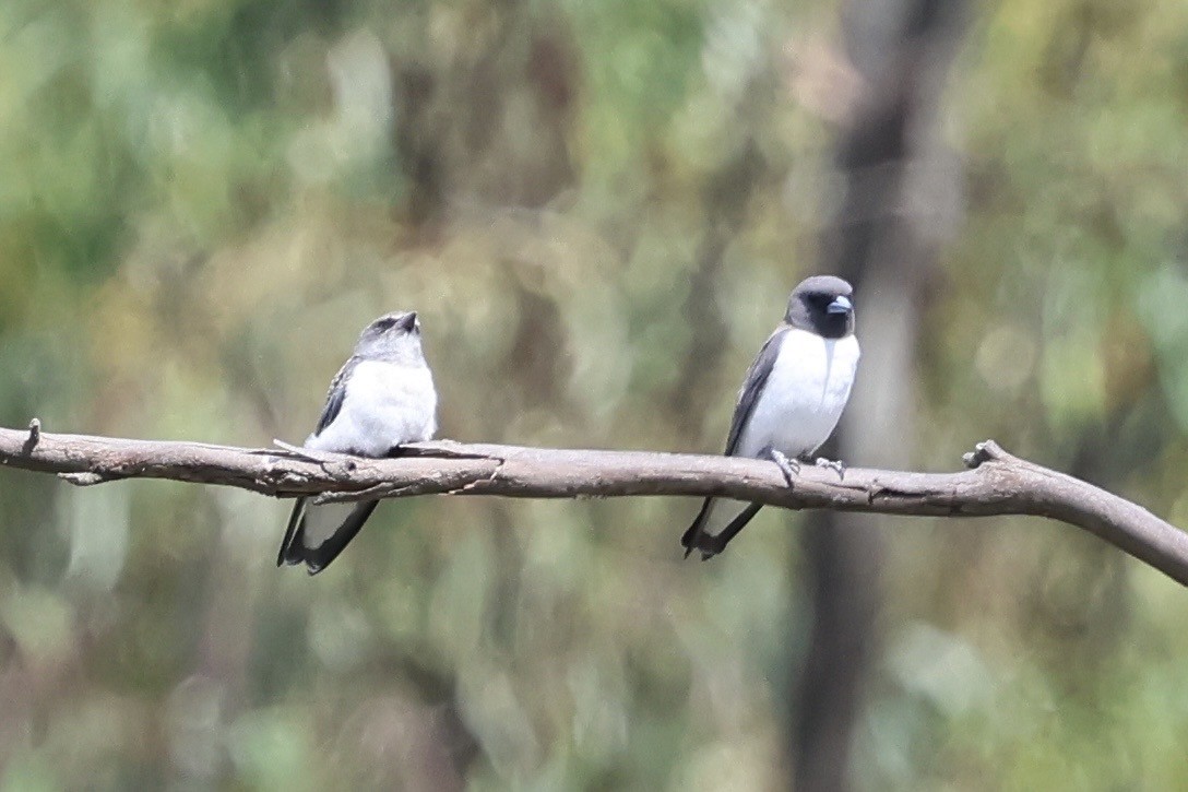 Weißbauch-Schwalbenstar - ML646889629