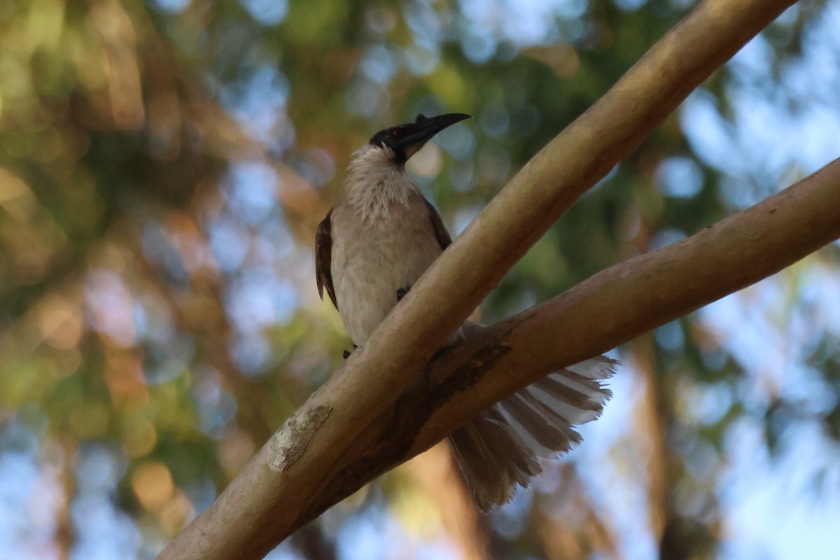Noisy Friarbird - ML646889632